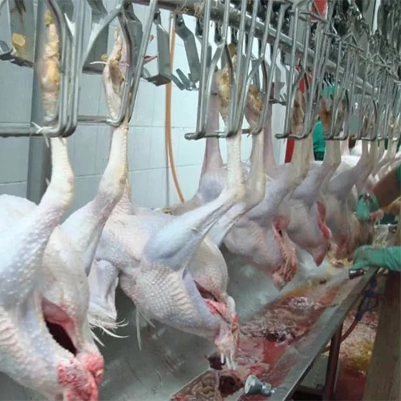 Machine automatique d'abattage et de traitement de poulet, équipement de ligne d'abattage de dinde