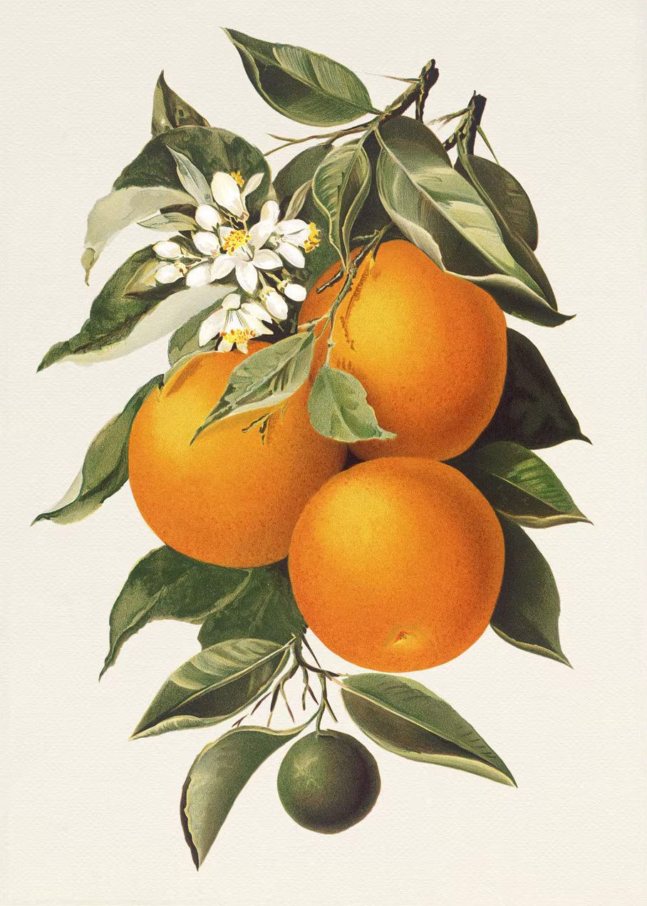 Orange citron arbre raisins sur vigne grenade fruits pomme affiche toile peinture impression cuisine